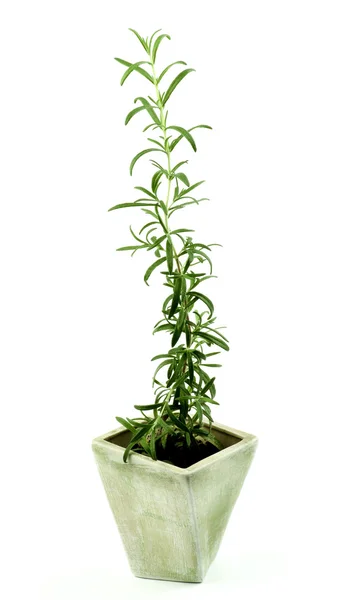 Fresh Rosemary in Pot — Stock Photo, Image
