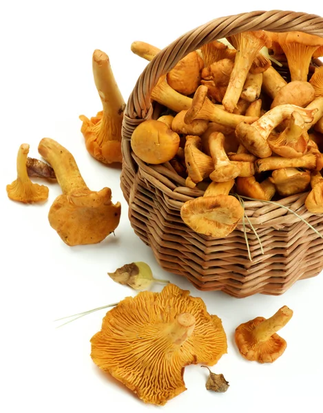 Funghi di finferli crudi Foto Stock