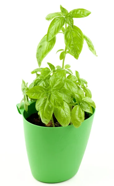 Fresh Green Basil — Stock Photo, Image