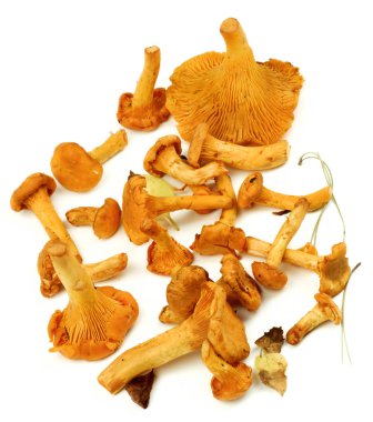 Ham Chanterelles mantar
