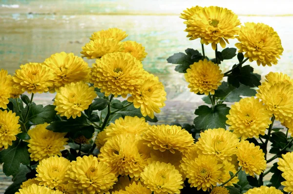 黄色的菊花束 — 图库照片