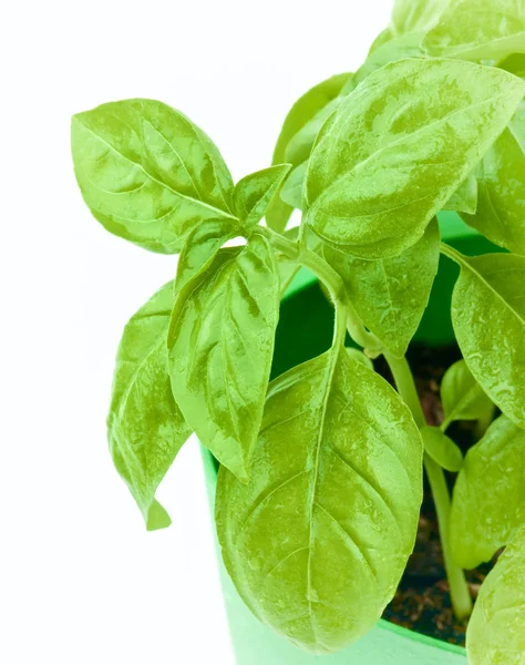 Fresh Green Basil — Stock Photo, Image