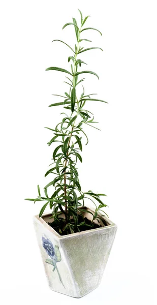 Fresh Rosemary in Pot — Stock Photo, Image