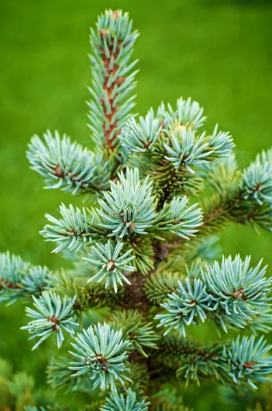 Young Spruce Shoots — Stock Photo, Image