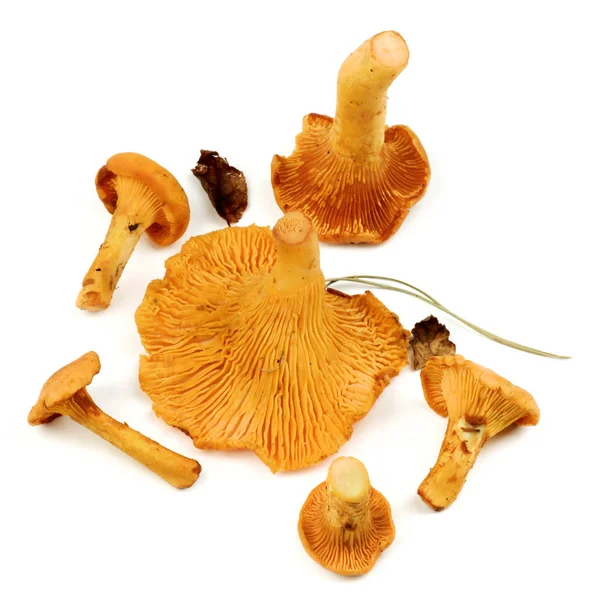 Lišek syrové houby — Stock fotografie