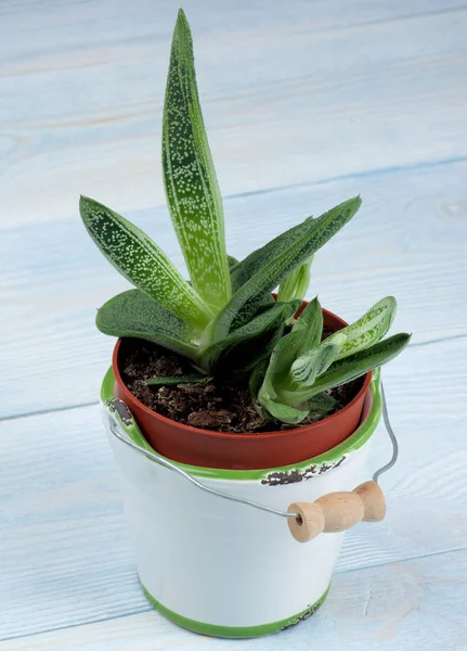 Succulenta pianta d'appartamento Gasteria — Foto Stock