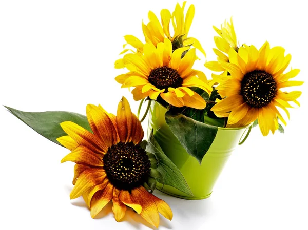 Bunch of Sunflowers — Stock Photo, Image