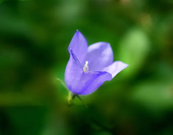 Purpurglockenblume — Stockfoto