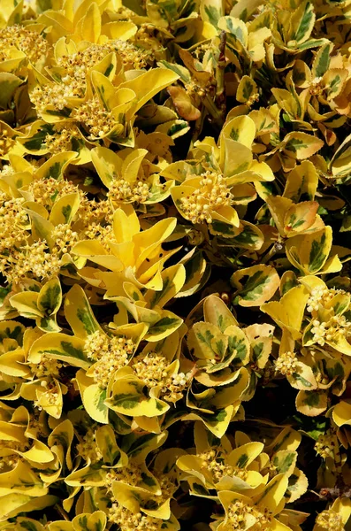 Yellow Bush pozadí — Stock fotografie