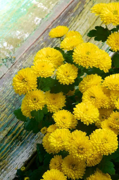 Gele chrysant bos — Stockfoto