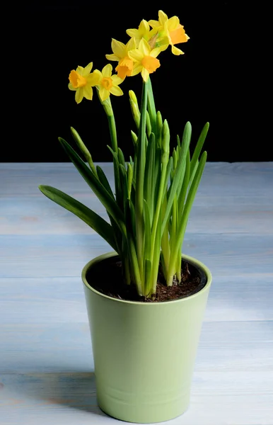 Κίτρινο Daffodils σε γλάστρα — Φωτογραφία Αρχείου