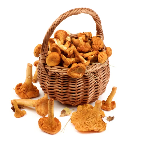 Funghi di finferli crudi — Foto Stock