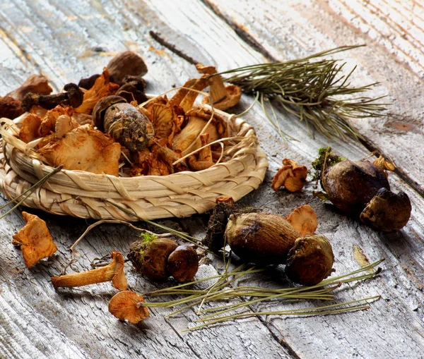 Arrangement of Dried Mushrooms — Stock Photo, Image