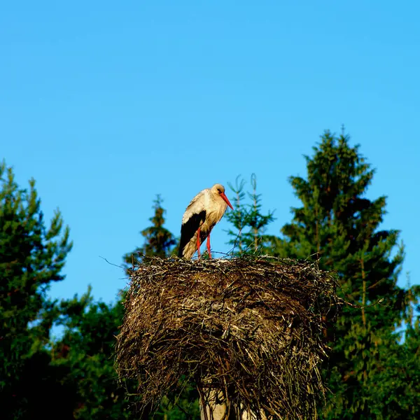 Witte ooievaar in nest — Stockfoto
