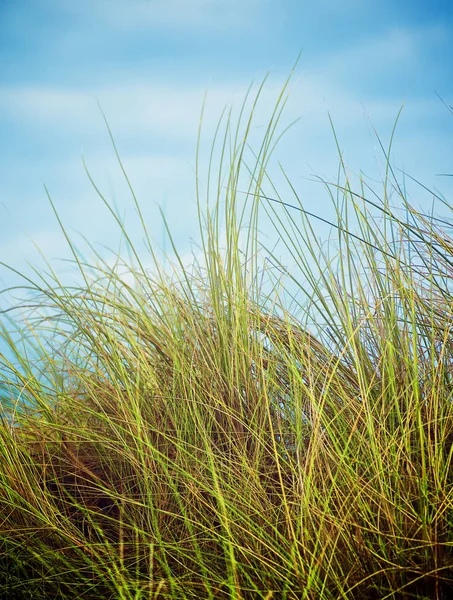 Feather-Grass Outdoors — Stock Photo, Image