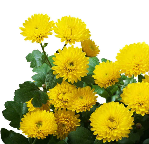 Yellow Chrysanthemum Bunch — Stock Photo, Image
