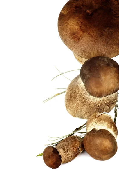 Hongos boletus crudos —  Fotos de Stock