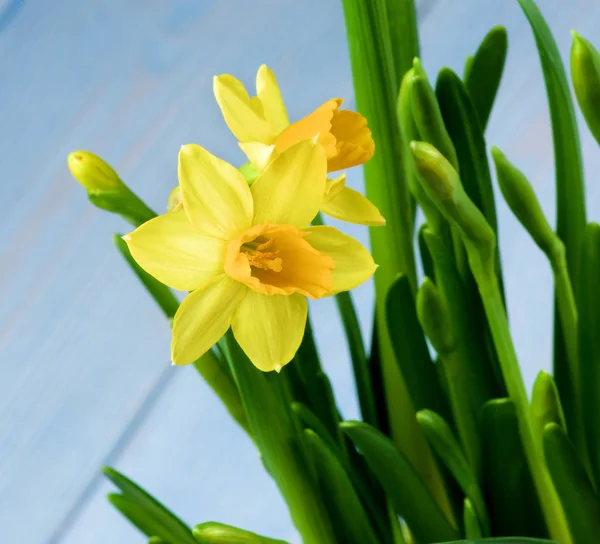 Divoké žluté narcisy — Stock fotografie