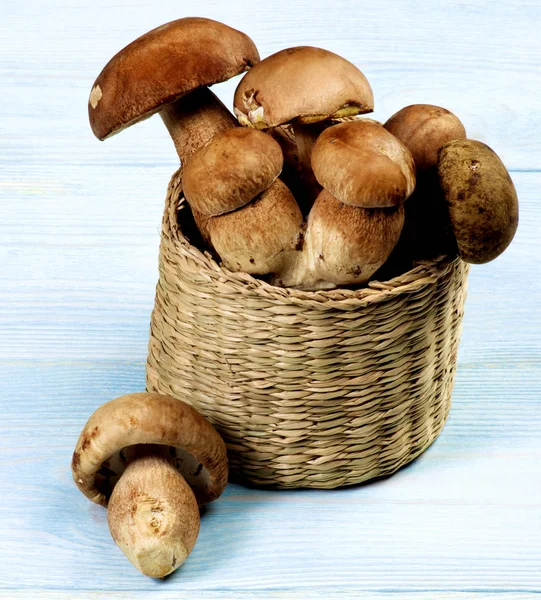 Свежие болетные грибы — стоковое фото