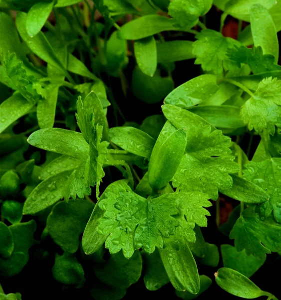 Hojas jóvenes de Cilantro — Foto de Stock