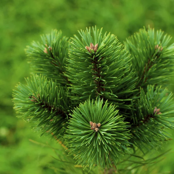 Fluffy Pine Shoots — Stock Photo, Image