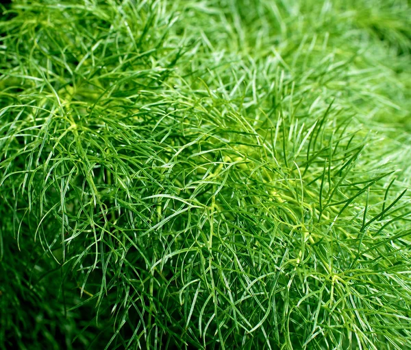 Flauschiger Dill-Hintergrund — Stockfoto