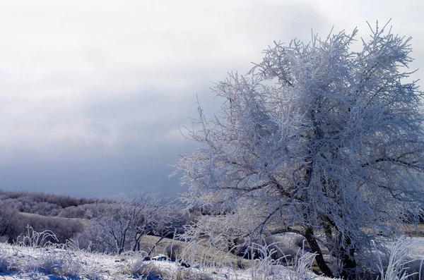 Winter Frozen Tree — Stock Photo, Image