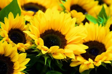 Mükemmel ayçiçeği ile yapraklar