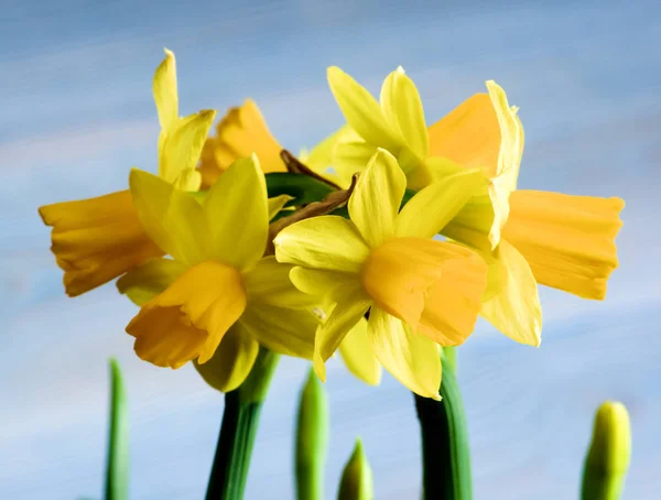 Daffodils amarelos selvagens — Fotografia de Stock