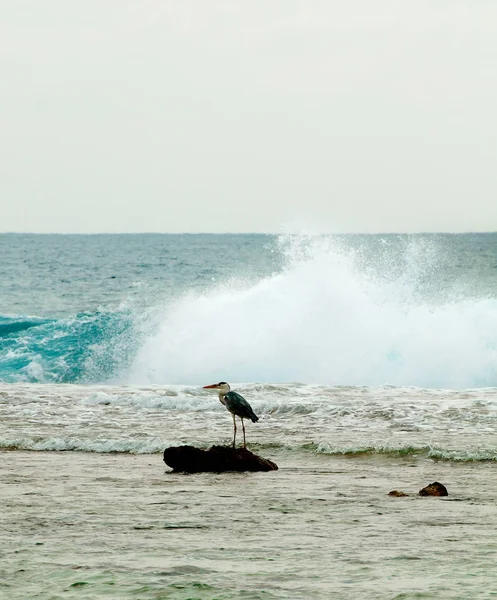 Grey Heron in Ocean — Stock Photo, Image