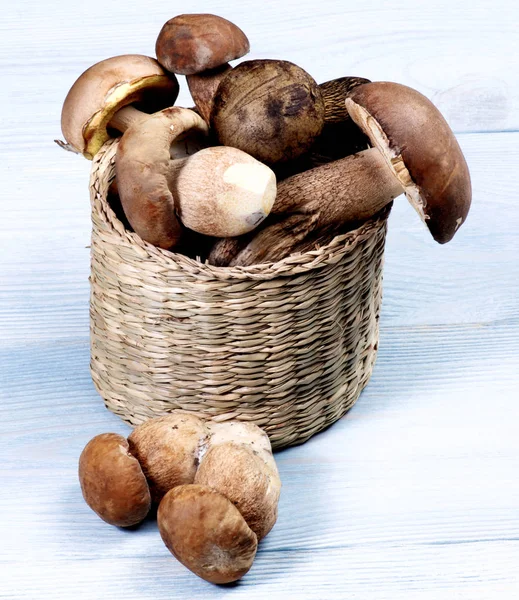 Setas frescas de boletus —  Fotos de Stock