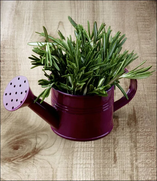 Rosemary in Watering Can — Stock Photo, Image