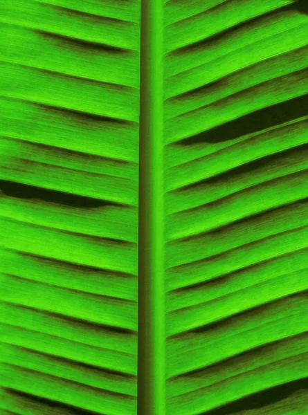 Зеленый фон пальмы — стоковое фото