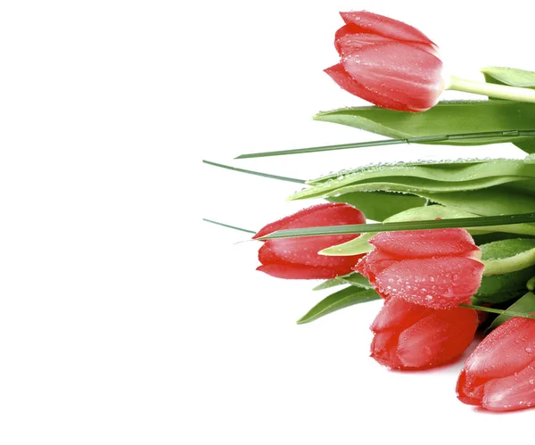 Tulipanes rojos de primavera — Foto de Stock