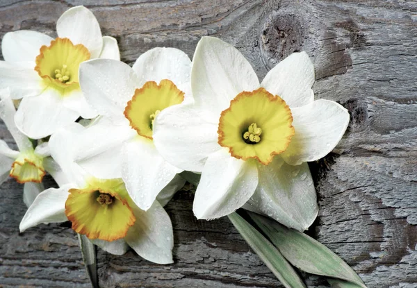 Wiosną żonkile biały — Zdjęcie stockowe