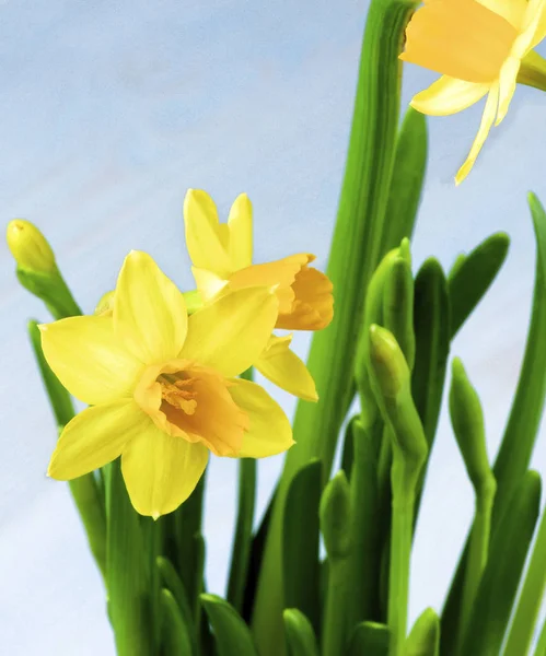 Narcisos amarillos silvestres —  Fotos de Stock