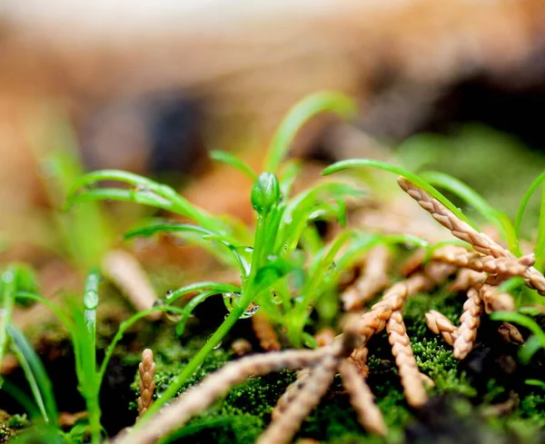 Små Gröna Växter Med Blad Knoppar Och Nålar Suddig Naturlig — Stockfoto