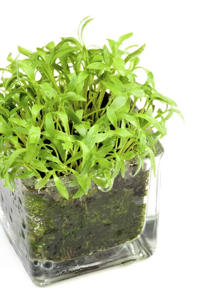Fresh Growing Coriander Greens Glass Pot Diisolasi Latar Belakang Putih — Stok Foto