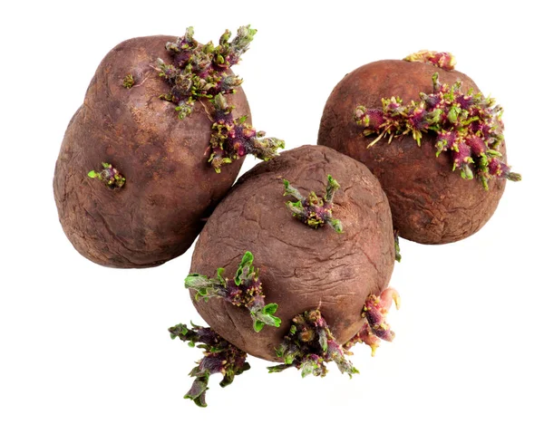 Três Tubérculos Batatas Vermelhas Sujas Prontas Para Plantar Isolado Fundo — Fotografia de Stock