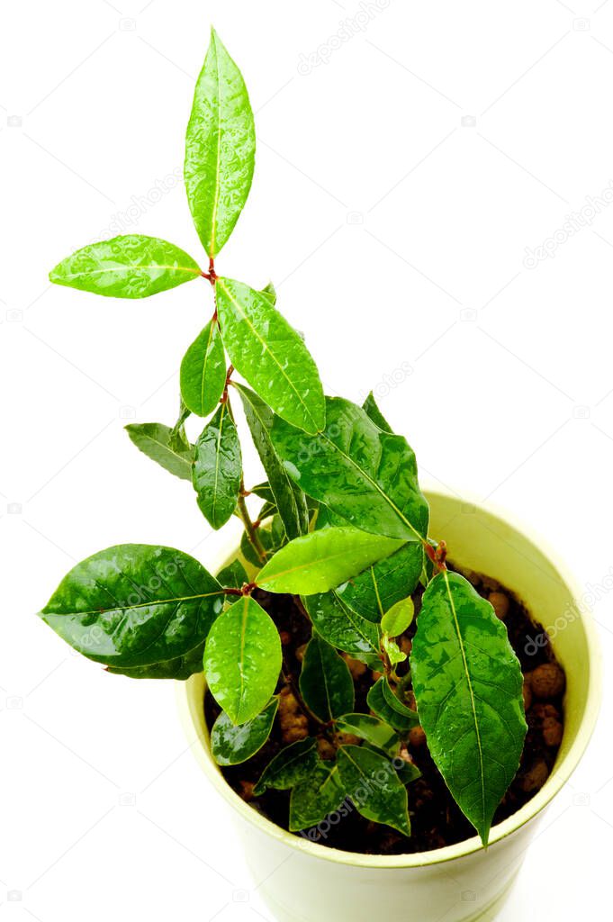 Bay Leaves Laurel (Laurus nobilis) with Water Drops in Green Flower Pot isolated on White background