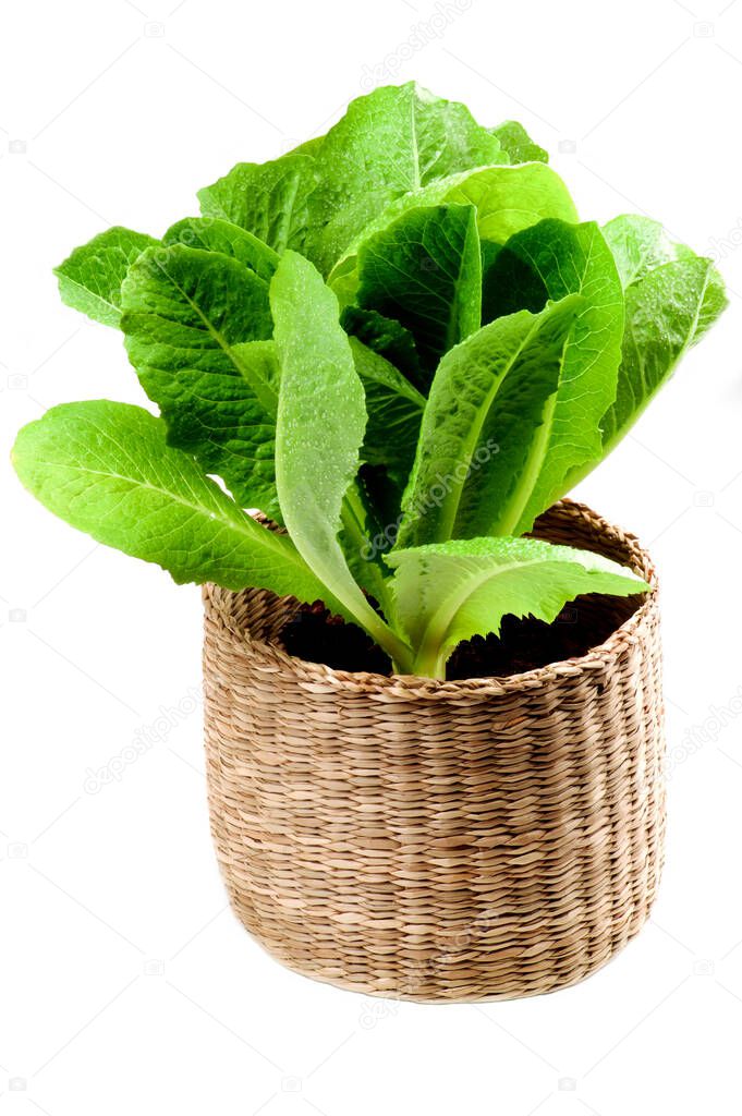 Fresh Romaine Lettuce Leafs (Lactuca sativa) in Wicker Flower Pot isolated on White background