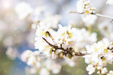 Çiçekli ağaç güzel çiçek parkta bahar