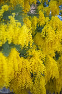 Mimoza ağacının çiçekli dalı.