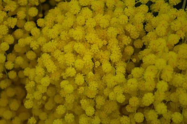 Filial Mimosa Träd Med Blommor — Stockfoto