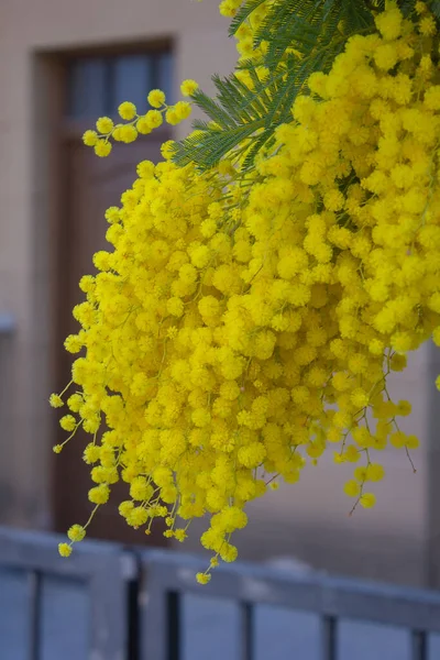 Ramo Árvore Mimosa Com Flores — Fotografia de Stock