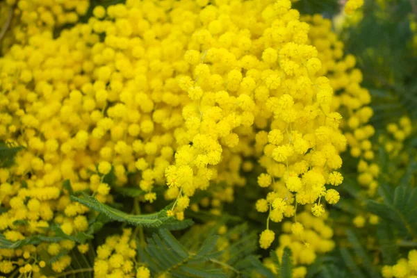 Filial Mimosa Träd Med Blommor — Stockfoto