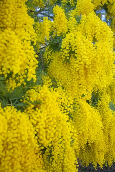 Filial Mimosa Träd Med Blommor — Stockfoto