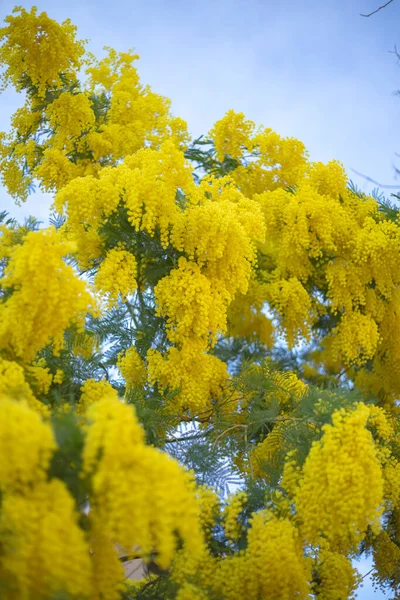 Filial Mimosa Träd Med Blommor — Stockfoto