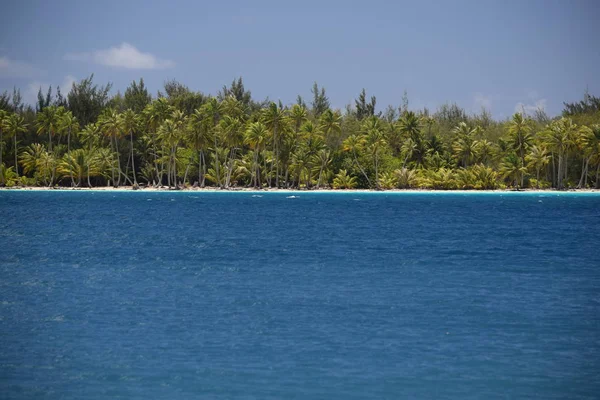 Oceanos Árvores Azuis Profundos — Fotografia de Stock
