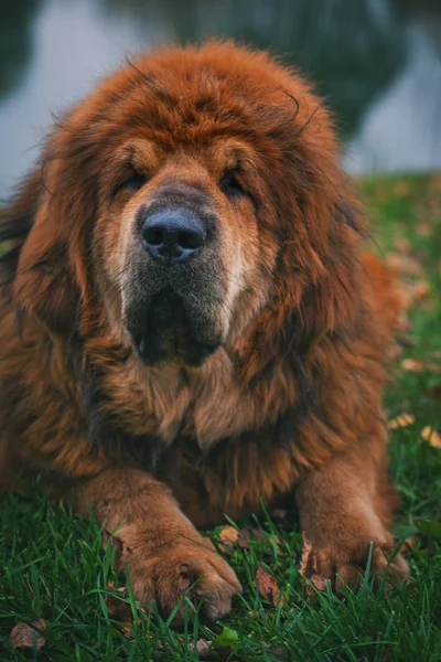 Röd Tibetansk mastiff hund — Stockfoto